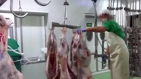Acumulator de carcase pentru ovine