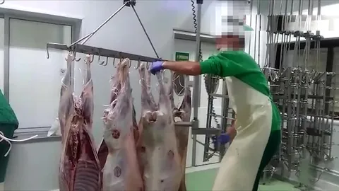 Acumulator de carcase pentru ovine — fotografia 3