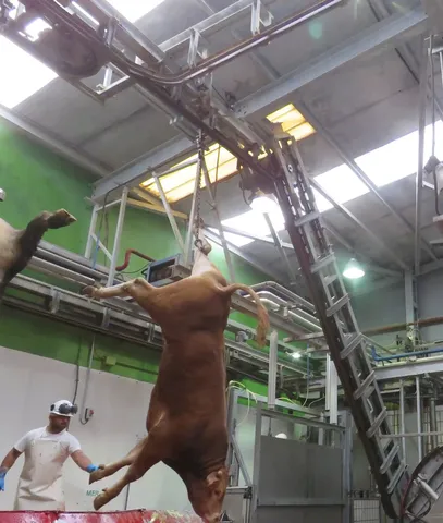 Elevator de sângerare bovine