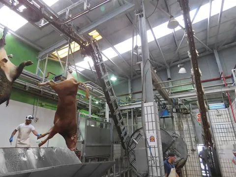 Cuvă de sângerare pentru bovine — fotografia 3