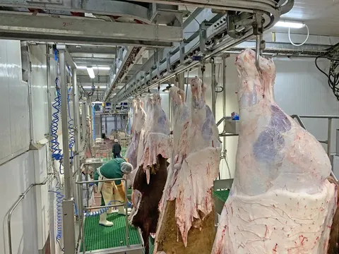 Transportor de prelucrare pentru bovine