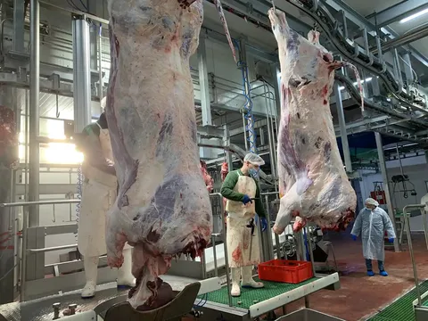 Transportor de prelucrare pentru bovine — fotografia 3