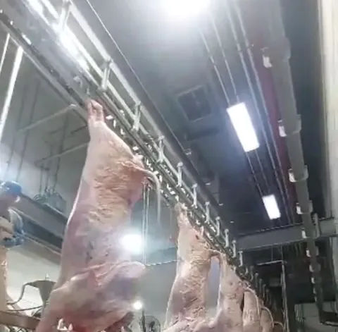 Transportor de prelucrare pentru bovine — fotografia 4