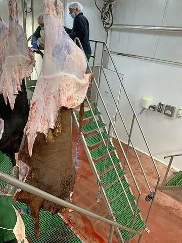 Platformă fixă de eviscerare bovine — fotografia 3