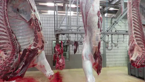 Transportor pentru organe roșii bovine