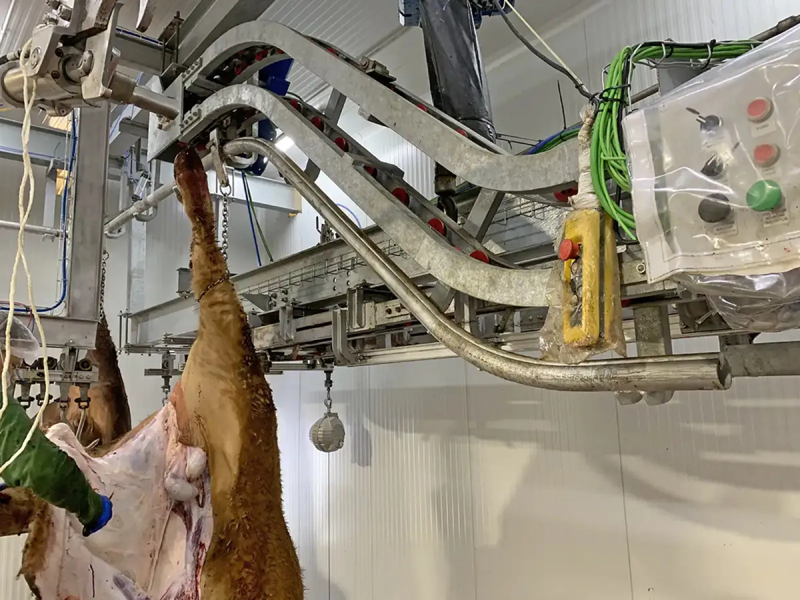 Sistem de transfer pentru bovine