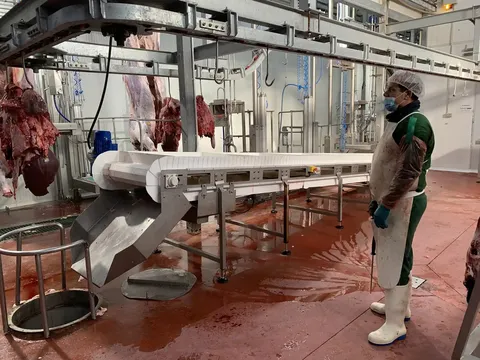 Bandă transportoare pentru organe albe de bovine — fotografia 3