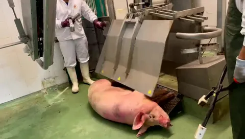 Clește electric de asomare porci — fotografia 3