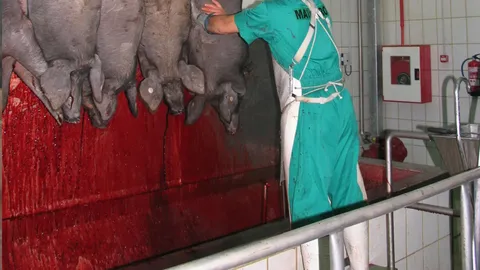 Cuvă de sângerare porci — fotografia 3