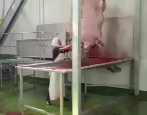 Cuvă de sângerare porci — fotografia 4