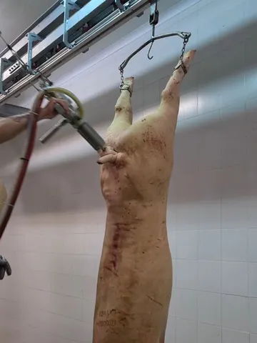 Pistol de tăiat rect (bung) pentru porci — fotografia 3