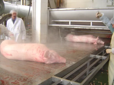 Masă dinamică de agățare porci
