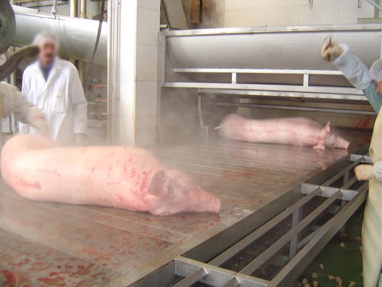 Masă dinamică de agățare porci