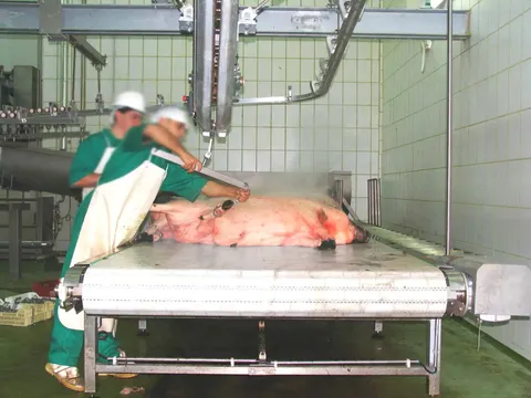 Masă dinamică de agățare porci — fotografia 2