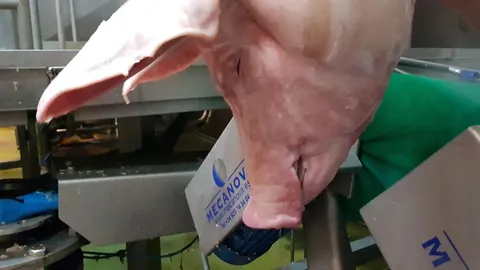 Mașină de finisat capete de porc Pig Head Polisher — fotografia 3