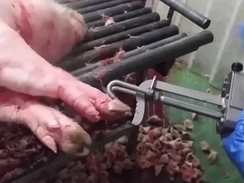 Dispozitiv manual de îndepărtat unghii la porci — fotografia 3