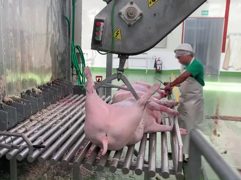 Cârlig-distanțier din aluminiu pentru porci — fotografia 3