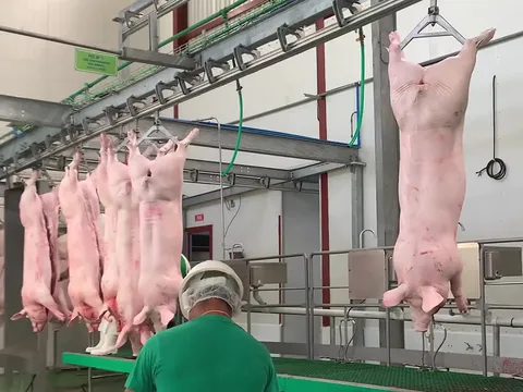 Cârlig-distanțier din aluminiu pentru porci — fotografia 5