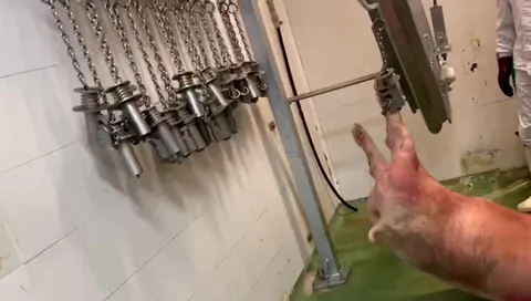 Cărucior de sângerare porci — fotografia 4