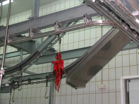 Transportor de organe roșii de porc — fotografia 4