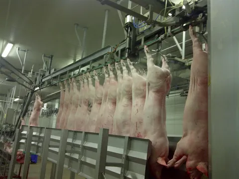 Cârlig dublu (gambrel) din inox pentru porci — fotografia 2