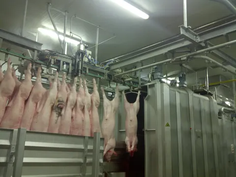 Cârlig dublu (gambrel) din inox pentru porci — fotografia 3