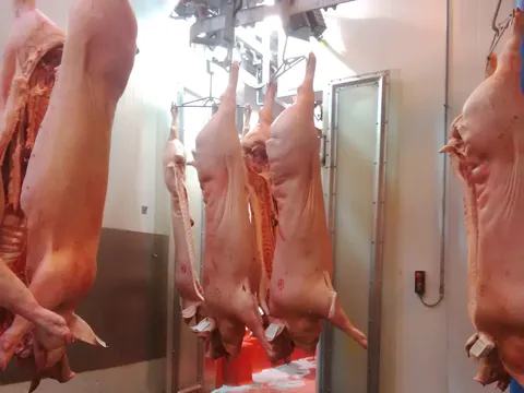 Cârlig dublu (gambrel) din inox pentru porci — fotografia 5