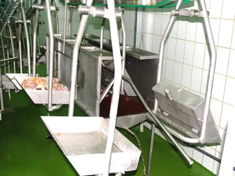 Transportor de organe albe de porc — fotografia 3
