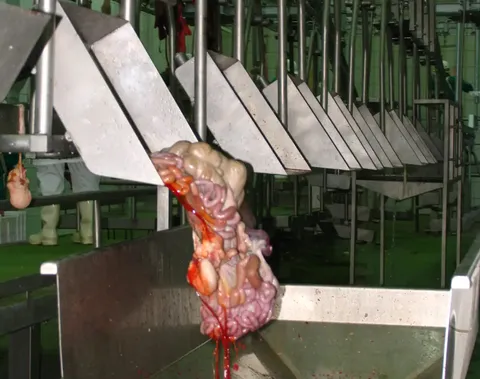 Transportor de organe albe de porc — fotografia 4