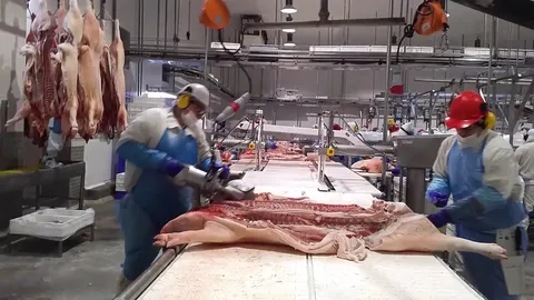 Ferăstrău circular pentru tranșare primară porci — fotografia 3