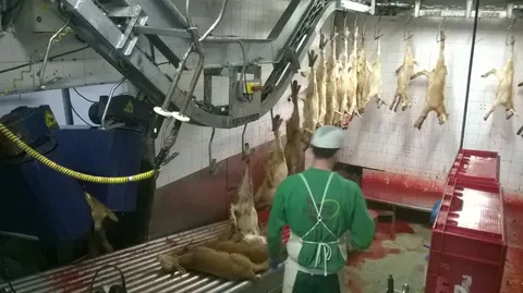 Cărucior de sângerare pentru ovine — fotografia 5