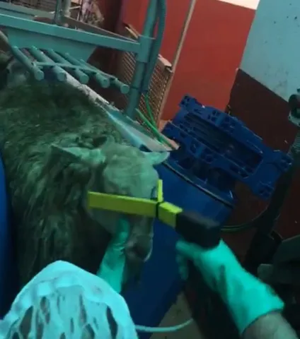 Furcă electrică de asomare pentru ovine — fotografia 3