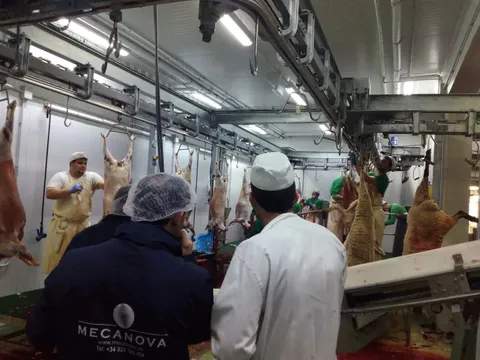 Cârlige-cruce (gambrel) din inox pentru ovine — fotografia 4