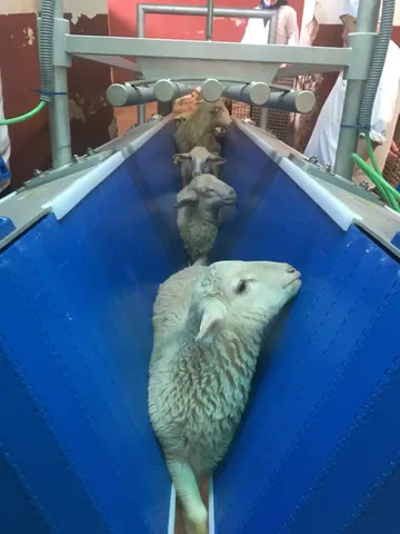 Restrainer de asomare ovine