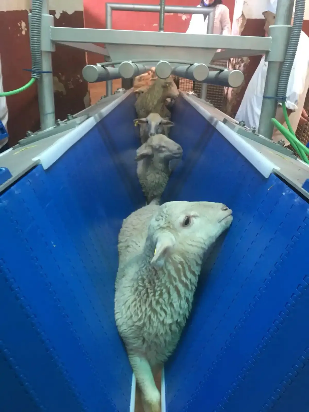 Restrainer de asomare ovine