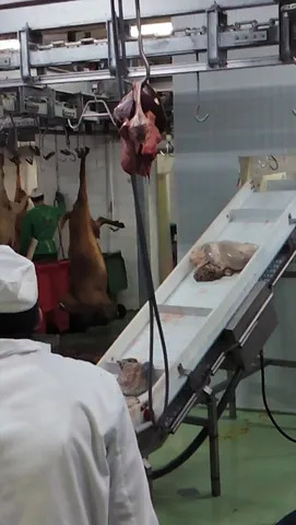 Bandă transportoare pentru organe albe de ovine