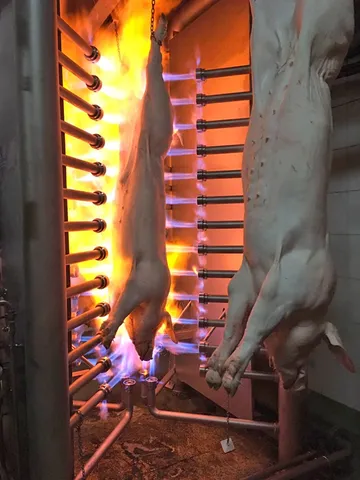 Cuptor de pârlire pentru porci — fotografia 3