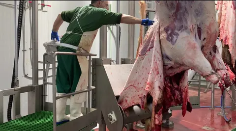 Mașină de jupuit bovine V40