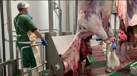 Mașină de jupuit bovine V40 — fotografia 5