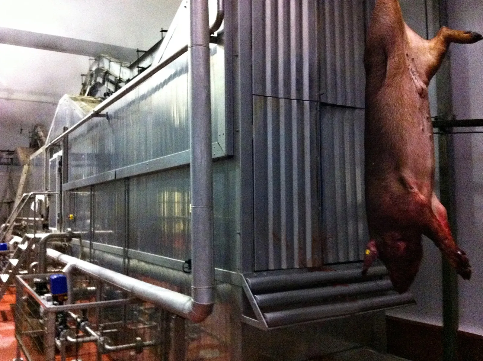 Opărire verticală prin dușuri pentru porci